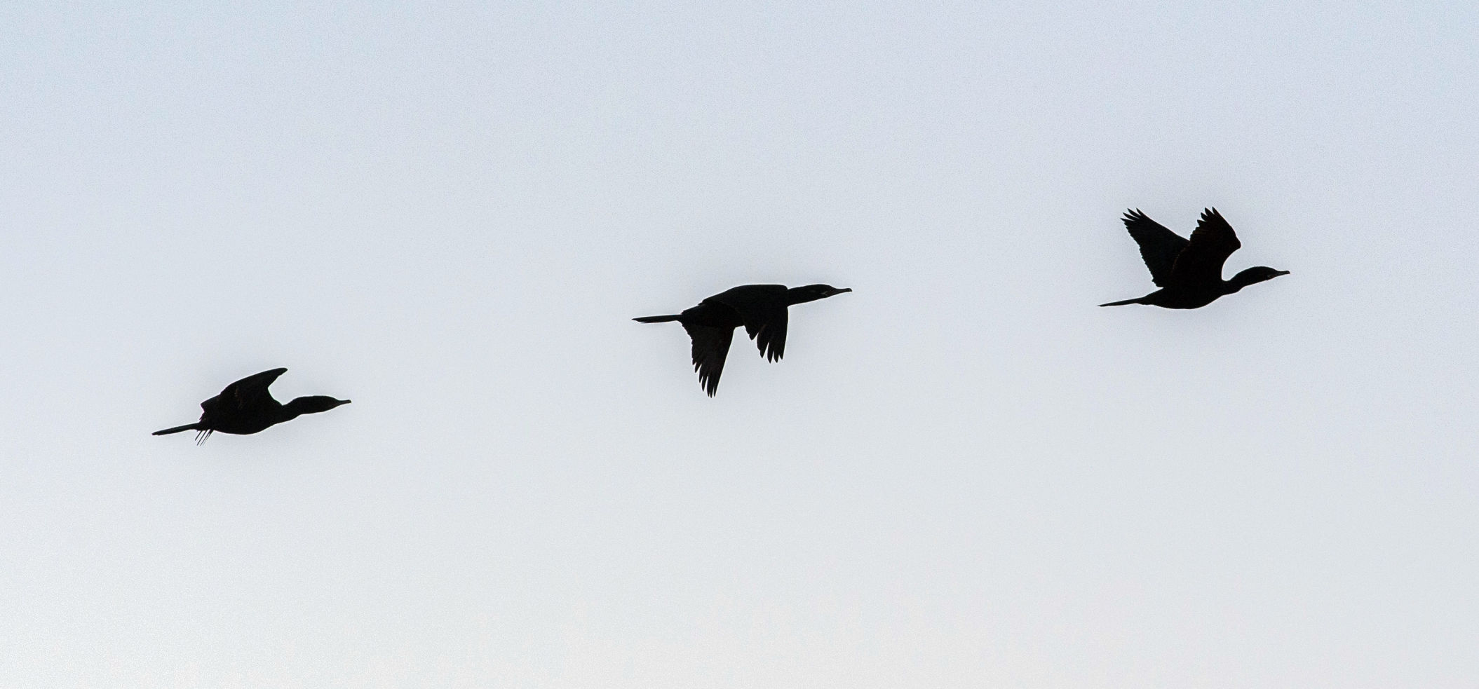 ACA.birdcount10.010619
